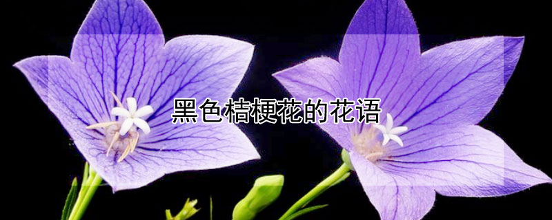 黑色桔梗花的花语（黑色桔梗花的花语是什么）