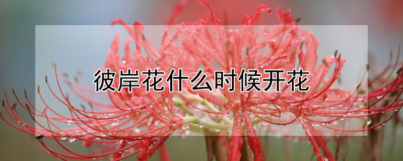 彼岸花什么时候开花（彼岸花什么时候开花?）