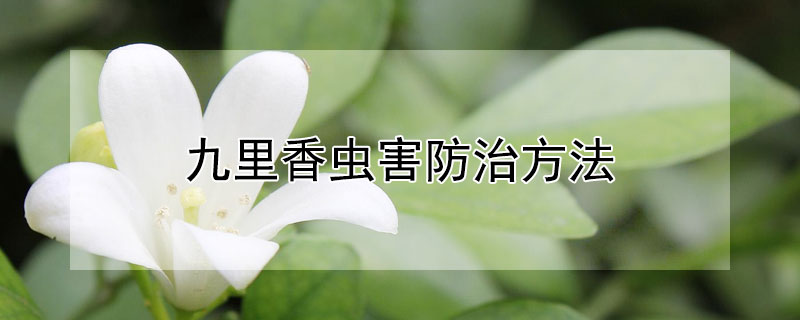 九里香虫害防治方法 九里香的病虫害防治方法|园艺花卉