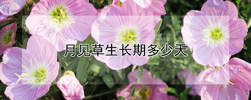 月见草生长期多少天 月见草生长周期