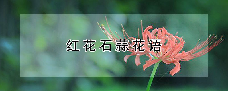 红花石蒜花语（红色的石蒜花的花语是什么）