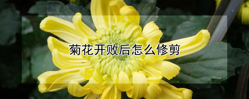 菊花开败后怎么修剪 菊花开败后怎么修剪怎么换盆