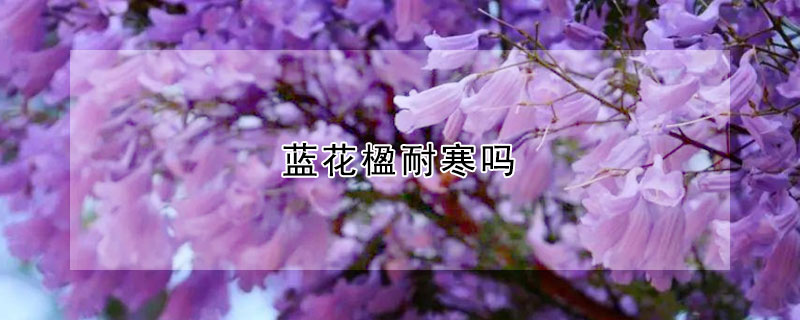 蓝花楹耐寒吗（蓝花楹耐热吗）