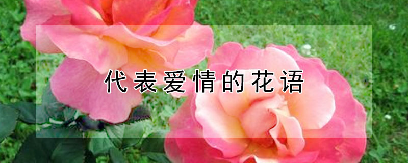 代表爱情的花语（代表爱情的花语句子）