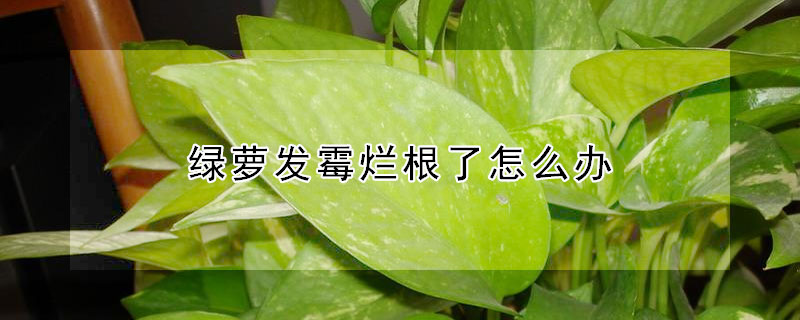 绿萝发霉烂根了怎么办（绿萝烂根土发霉）