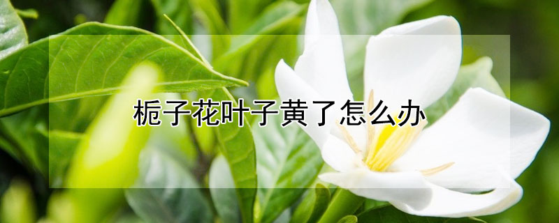 栀子花叶子黄了怎么办（栀子花叶子黄了怎么办的视频）