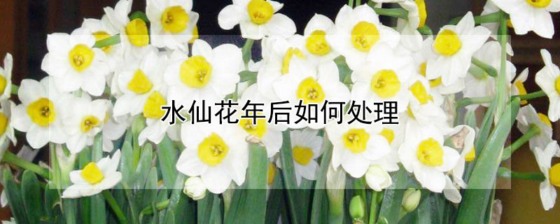 水仙花年后如何处理