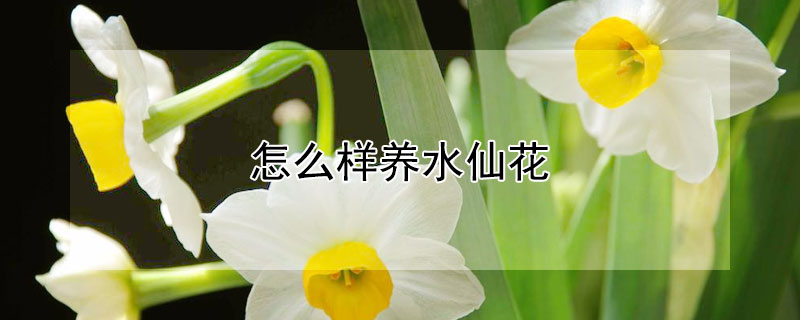 怎么样养水仙花（水仙花怎样水养）