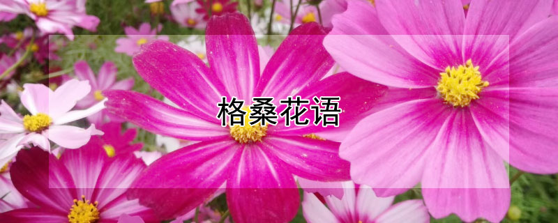 格桑花语（格桑花语文阅读）