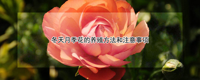 冬天月季花的养殖方法和注意事项 月季花冬季的养殖方法和注意事项有哪些