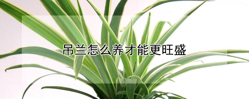 吊兰怎么养才能更旺盛（吊兰）