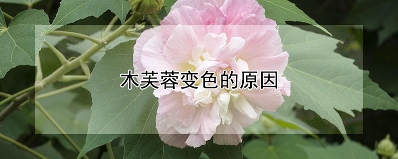 木芙蓉变色的原因 木芙蓉的变色过程及原理