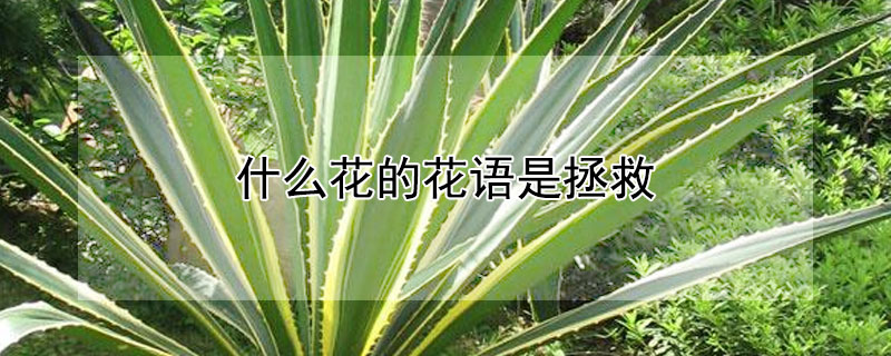 什么花的花语是拯救（什么花的花语是拯救与希望）