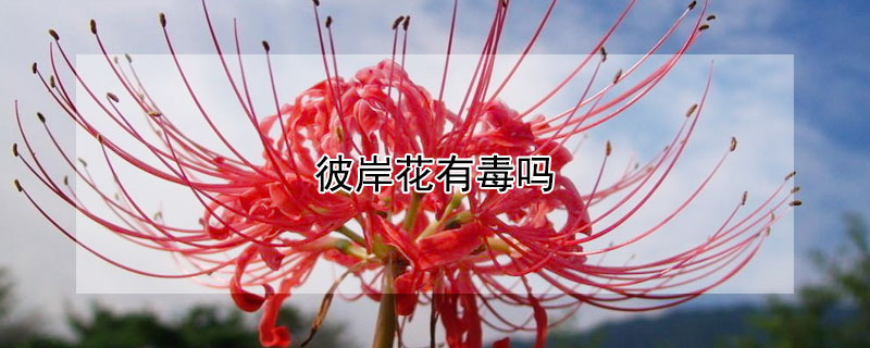 彼岸花有毒吗