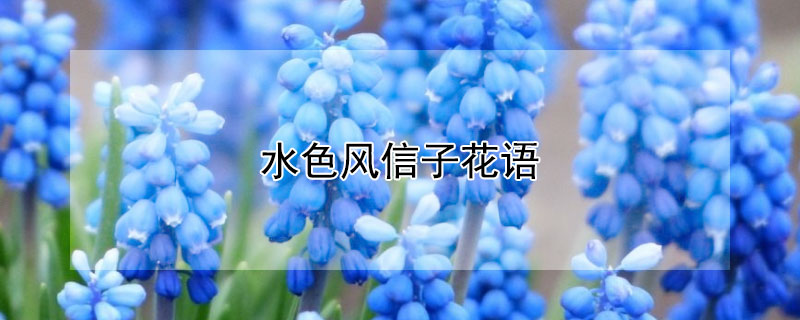 水色风信子花语（风信子颜色花语是什么）