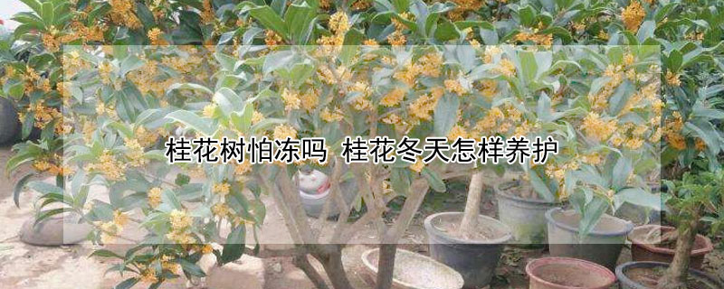 桂花树怕冻吗 桂花树怕冻吗?