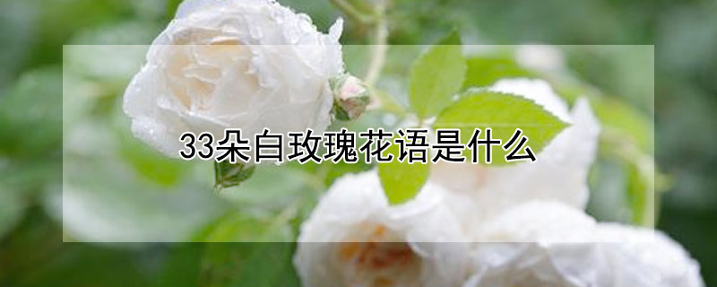 33朵白玫瑰花语是什么（23朵白玫瑰花语是什么）