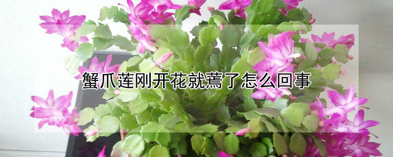 蟹爪莲刚开花就蔫了怎么回事（蟹爪莲花苞有点蔫怎么办）