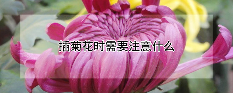 插菊花时需要注意什么（要菊花需要注意什么）