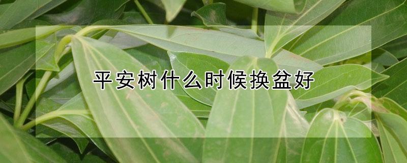 平安树什么时候换盆好（平安树几月份换盆好）