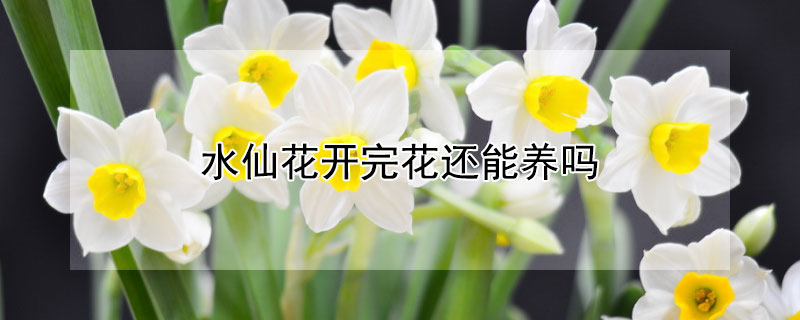 水仙花开完花还能养吗（水仙花开完花怎么养）