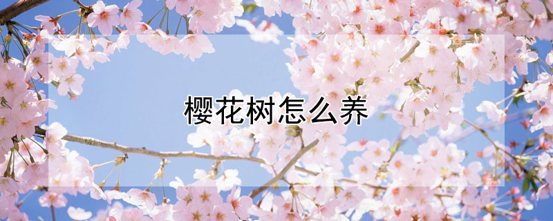 樱花树怎么养（樱花树怎么养护）