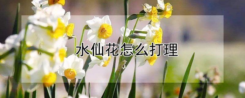 水仙花怎么打理 水仙花怎么修理