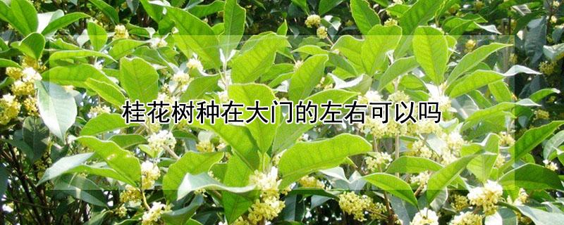 桂花树种在大门的左右可以吗（桂花树种在大门口好不好）