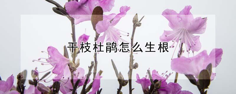 干枝杜鹃怎么生根（高山杜鹃干枝怎么生根）