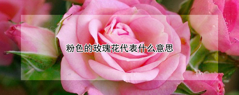 粉色的玫瑰花代表什么意思（粉色玫瑰花代表什么意思?）