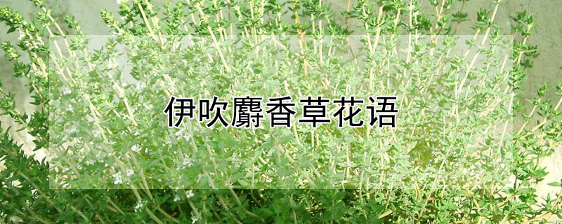 伊吹麝香草花语 伊吹麝香草花语Thymus