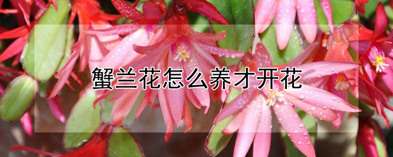 蟹兰花怎么养才开花