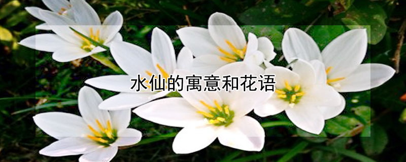 水仙的寓意和花语（水仙的花语和寓意是什么）