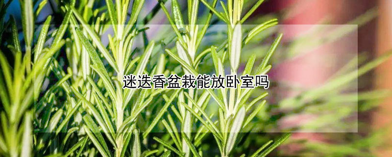 迷迭香盆栽能放卧室吗（迷迭香绿植可以放房间吗）