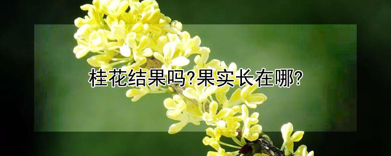 桂花结果吗?果实长在哪?