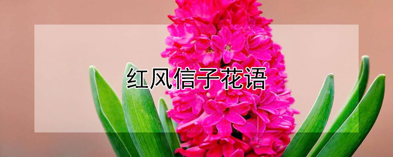 红风信子花语（风信子花语黄色）