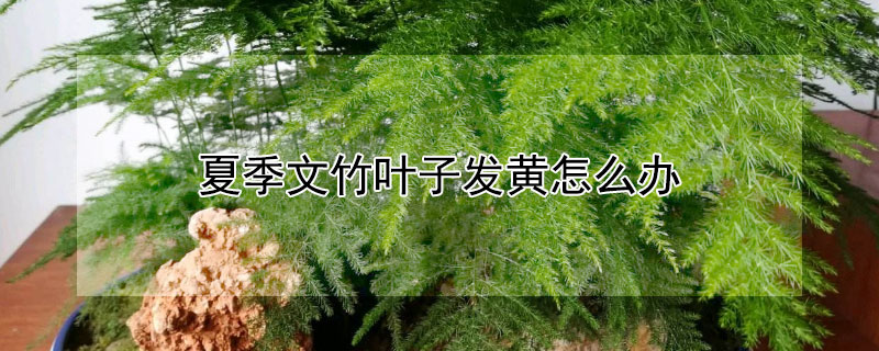 夏季文竹叶子发黄怎么办 夏季文竹叶子发黄怎么挽救