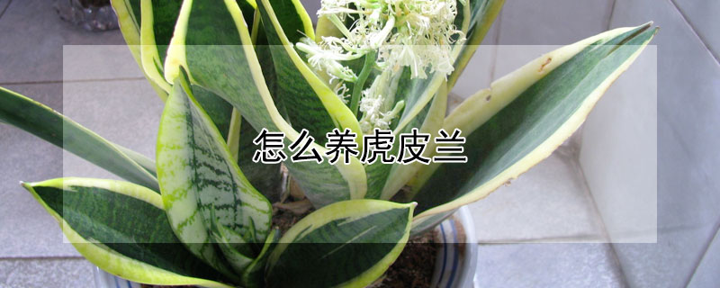 怎么养虎皮兰（水培珠怎么养虎皮兰）