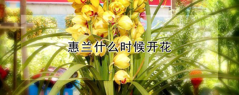 惠兰什么时候开花（蕙兰什么时候开花苞）