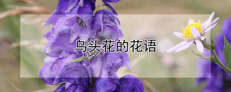 乌头花的花语 乌头花的花语和含义