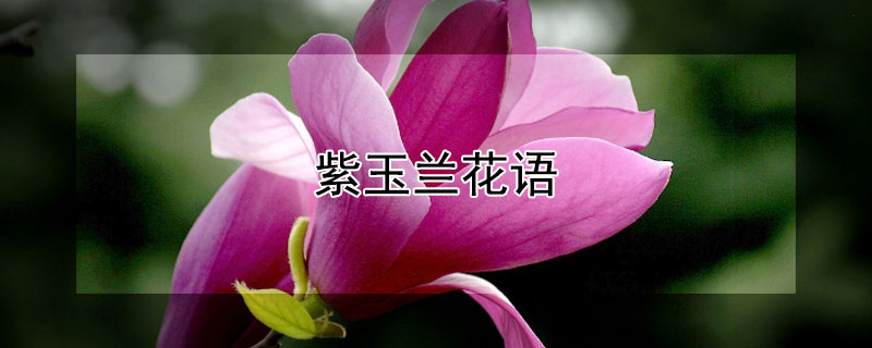 紫玉兰花语（紫玉兰花语精神寓意）