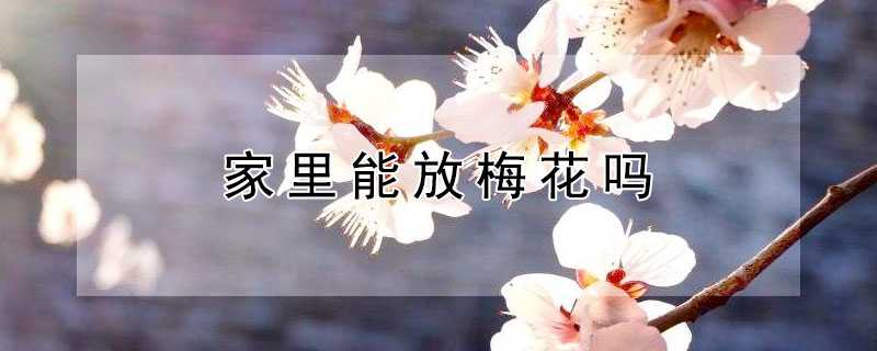 家里能放梅花吗（家里放梅花好吗?）