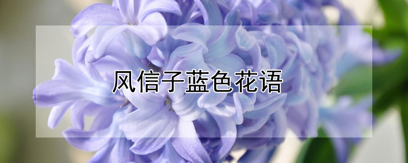 风信子蓝色花语（蓝星风信子花语）