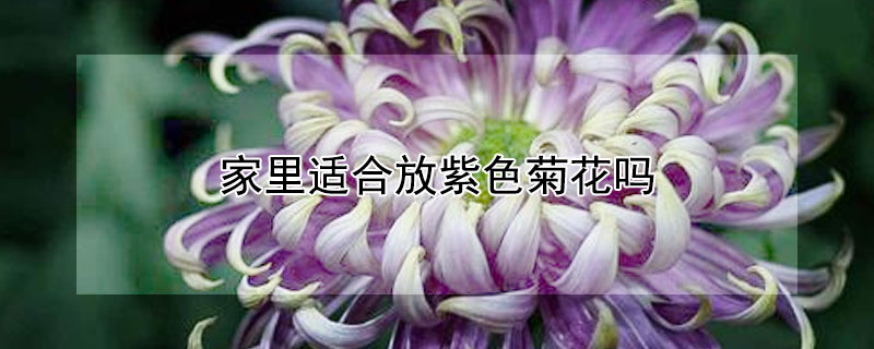 家里适合放紫色菊花吗（紫菊花能放家里吗）