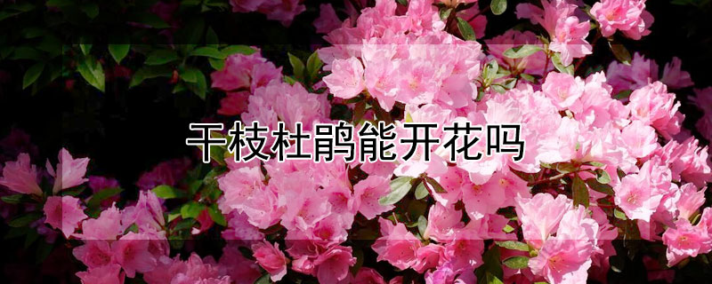 干枝杜鹃能开花吗（干枝杜鹃花能开多久）