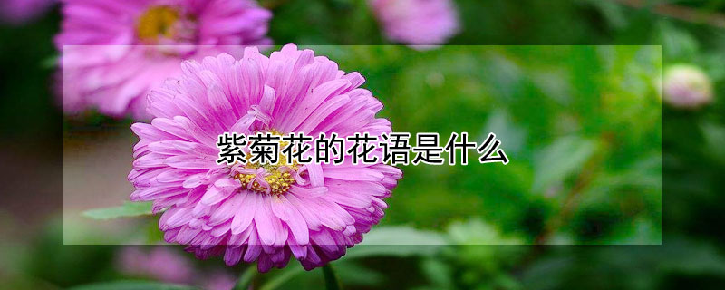 紫菊花的花语是什么 紫菊花的花语是什么意思