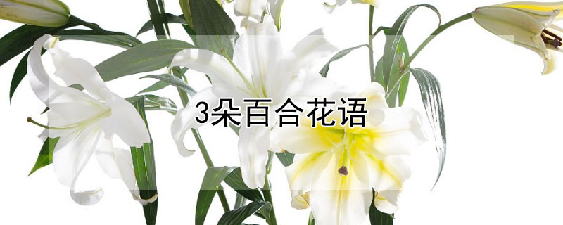 3朵百合花语（三颗百合花语）