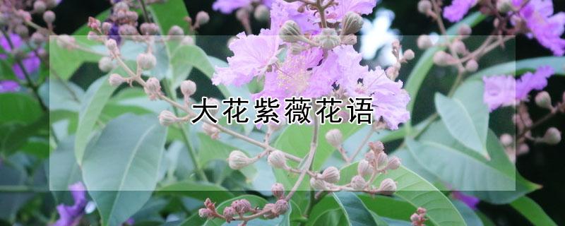 大花紫薇花语 白紫薇花语