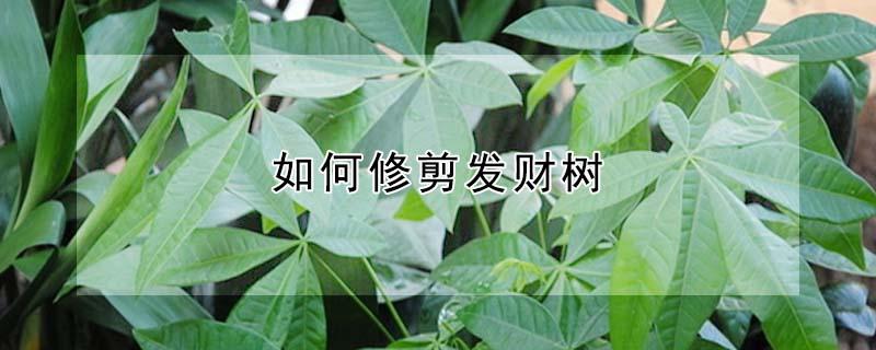 如何修剪发财树 如何修剪发财树盆栽