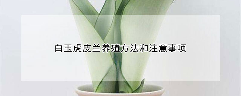 白玉虎皮兰养殖方法和注意事项 白玉虎皮兰养殖方法和注意事项白玉,虎皮兰可以水培吗?